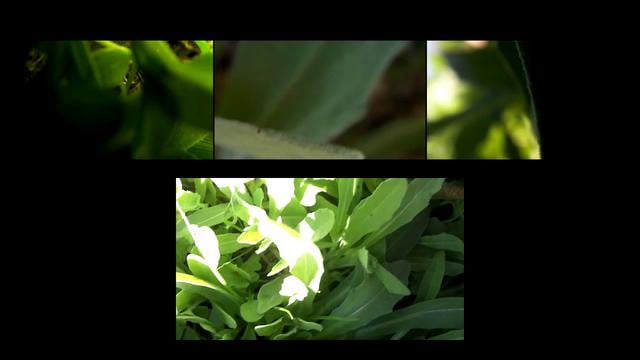 koumaria2010 ceb1ceb8ceadceb1cf84cebf fragments of the unseen 1